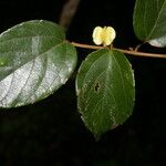 Gouania hypoglauca Blüte