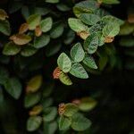 Ficus pumila Leaf