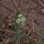 Lomatium canbyi Flor