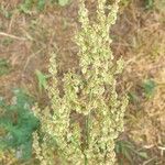 Rumex thyrsoides Liść