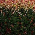 Photinia fraseri Hàbitat