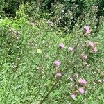 Cirsium arvenseFlower