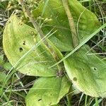 Neottia ovata Leaf