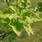 Acer davidii Feuille