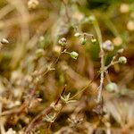 Spergula morisonii Folla