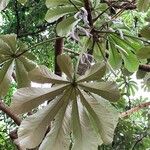 Cecropia peltata ഇല