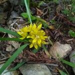 Allium moly Flower