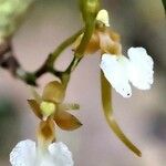 Nephrangis bertauxiana Blüte