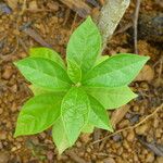 Cordia alliodora Hoja