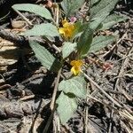 Viola purpurea Hábito