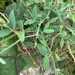 Lathyrus tingitanus Leaf