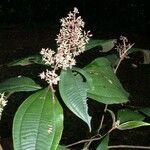 Miconia ligulata Прочее