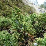 Juniperus monticola Leaf