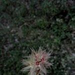 Trifolium stellatum Flor