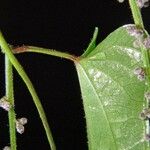 Dioscorea pilosiuscula Άλλα