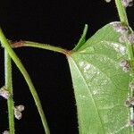 Dioscorea pilosiuscula অন্যান্য