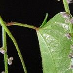 Dioscorea pilosiuscula Muu