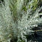 Artemisia maritima ᱥᱟᱠᱟᱢ