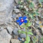 Lysimachia foemina Fiore