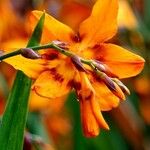 Crocosmia × crocosmiiflora ফুল