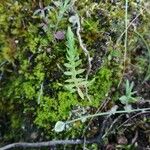 Lysimachia linum-stellatum Lapas