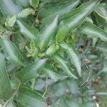 Solanum laxum Leaf