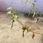 Anoda acerifoliaDelienn