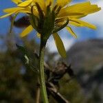 Crepis pyrenaica Λουλούδι