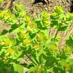 Euphorbia seguieriana Floare