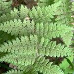 Dryopteris intermedia Hoja