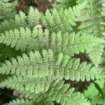 Dryopteris intermedia Leaf