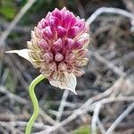 Allium sphaerocephalon Blomma