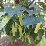 Acer obtusifolium List