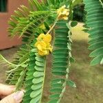 Senna spectabilis Flower