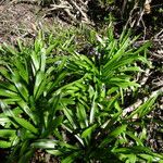 Scilla lilio-hyacinthus Plante entière