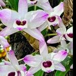 Dendrobium nobile Flower
