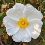 Cistus salviifolius Blüte