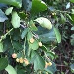 Gymnosporia senegalensis Fruit