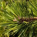 Pinus pungens Fuelha