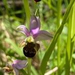 Ophrys scolopax പുഷ്പം