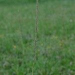 Sporobolus indicus Fula
