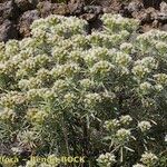 Echium brevirame Staniste