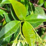 Trachelospermum jasminoides Yaprak