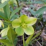 Helleborus viridis Квітка