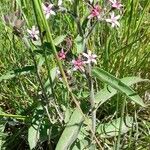 Oxypetalum solanoides Hábito