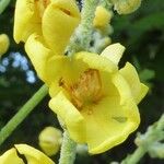 Verbascum pulverulentumപുഷ്പം