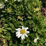 Argyranthemum thalassophilum Hoja