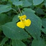 Impatiens pallidaFlower