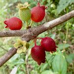 Bellucia mespiloides Fruit
