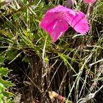 Dianthus alpinus Blomst